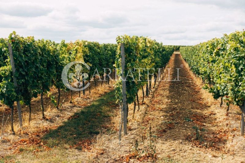 Cabaña en Castelnuovo Berardenga