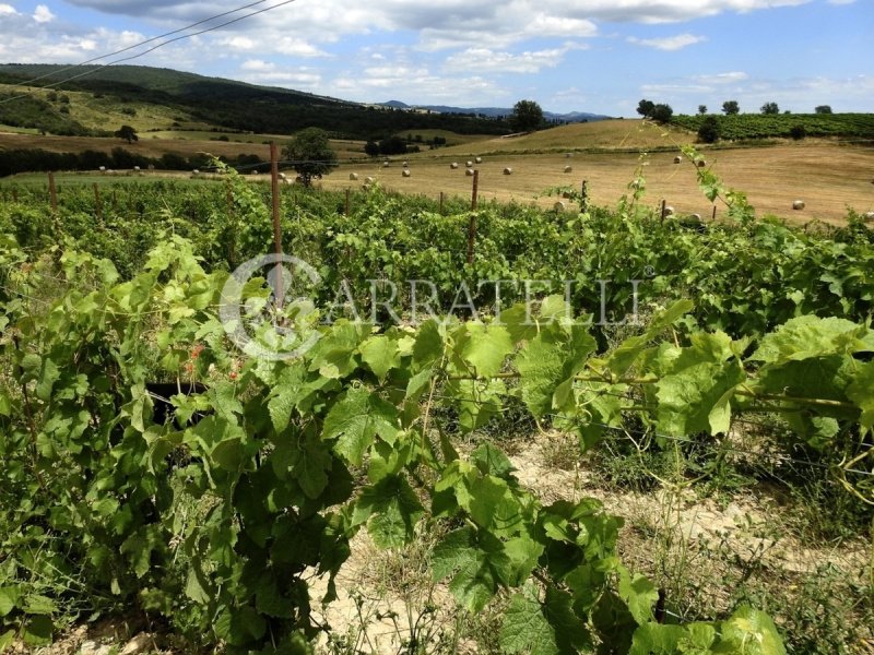 Explotación agrícola en Scansano