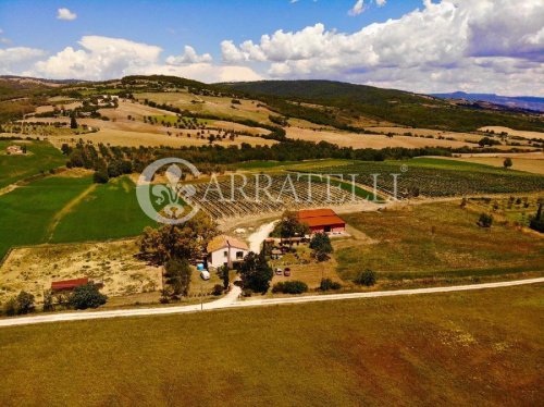 Farm in Scansano