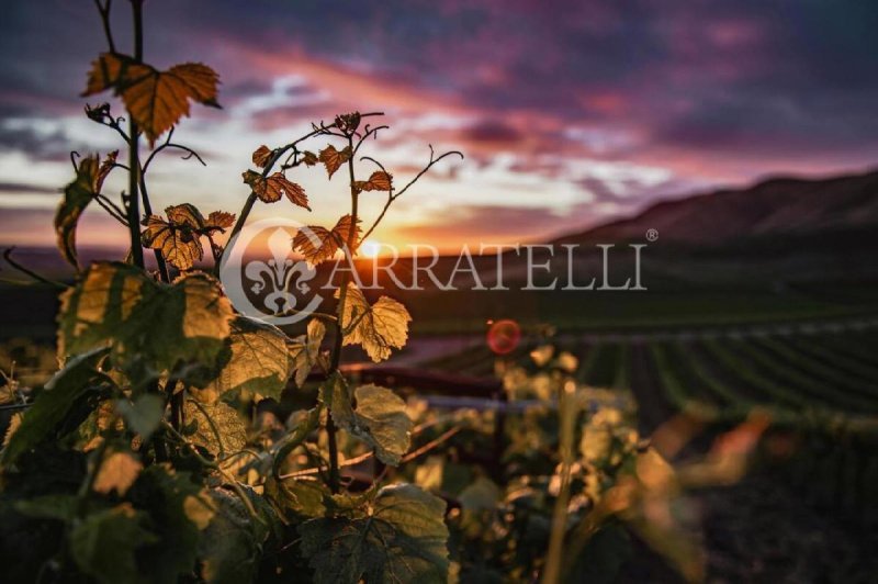 Ферма в Монтальчино