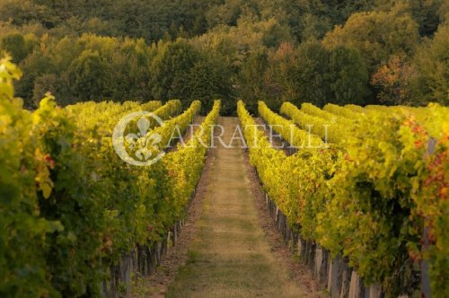 Lantgård i Greve in Chianti