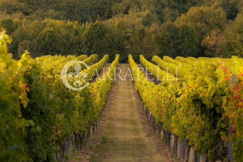 Lantgård i Greve in Chianti