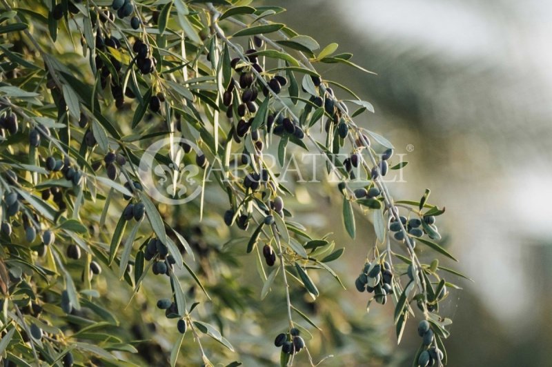 Azienda agricola a Montepulciano