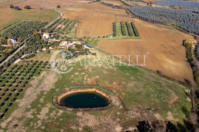Terrain agricole à Capalbio