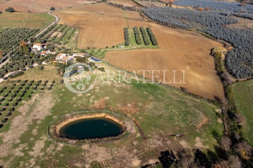 Terreno agrícola en Capalbio