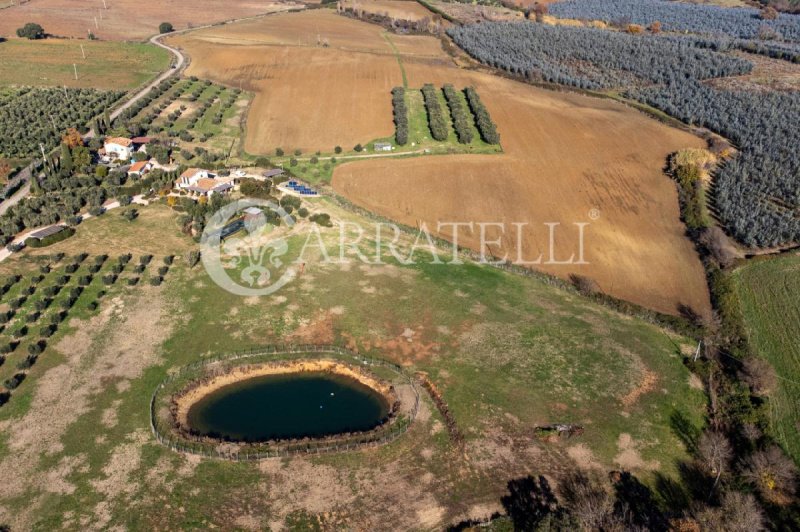 Terrain agricole à Capalbio