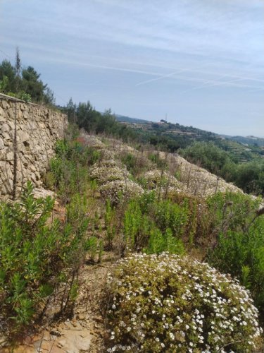 Jordbruksmark i Sanremo