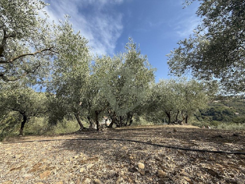 Bauland in Vallebona