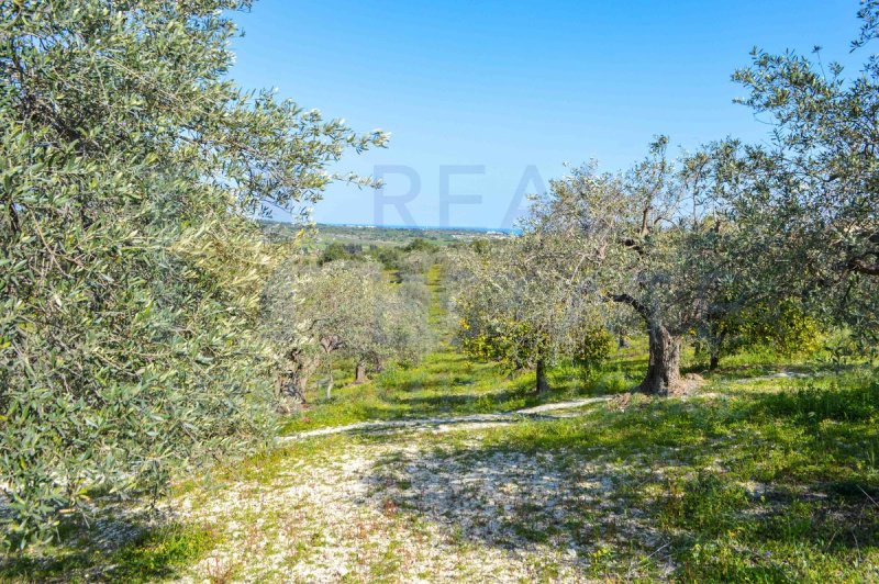 Landwirtschaftliche Fläche in Noto
