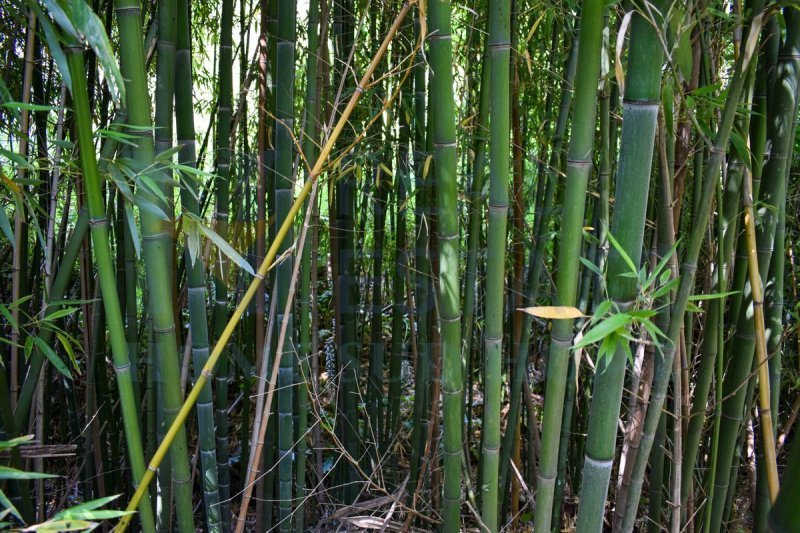 帕拉佐洛-阿克雷德建筑用地