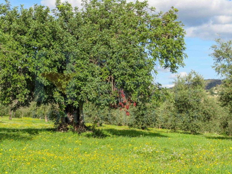 Building plot in Noto