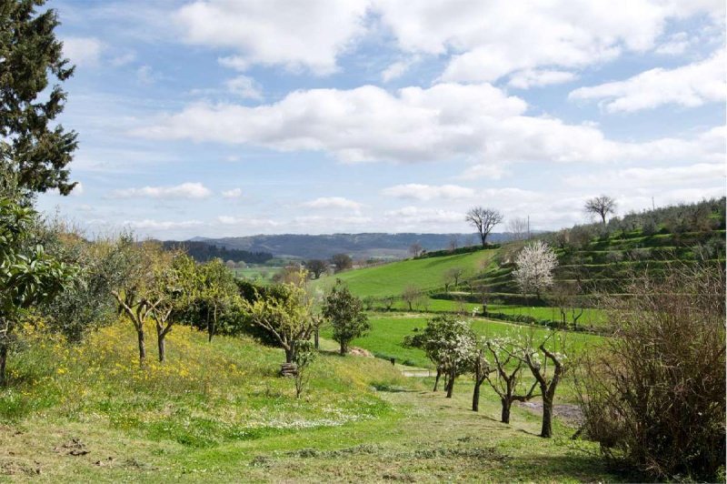 Farmhouse in Cetona