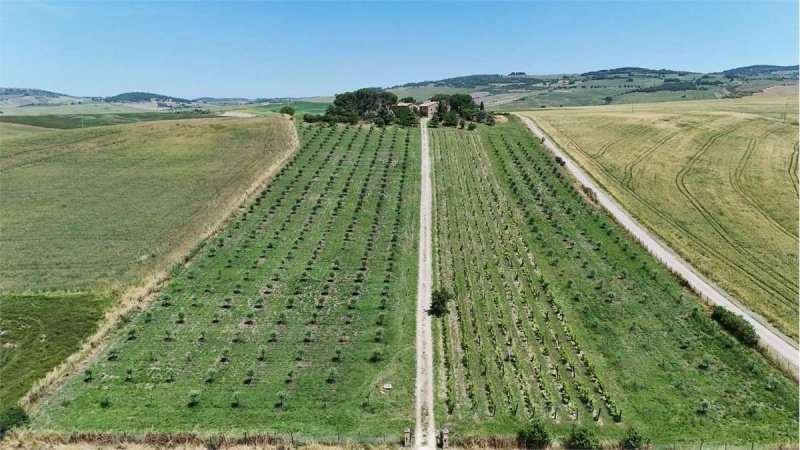 Lantställe i Pienza