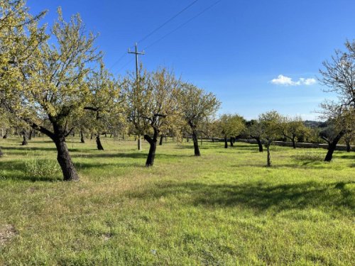Landwirtschaftliche Fläche in Avola