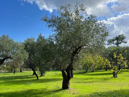 Lantställe i Monopoli