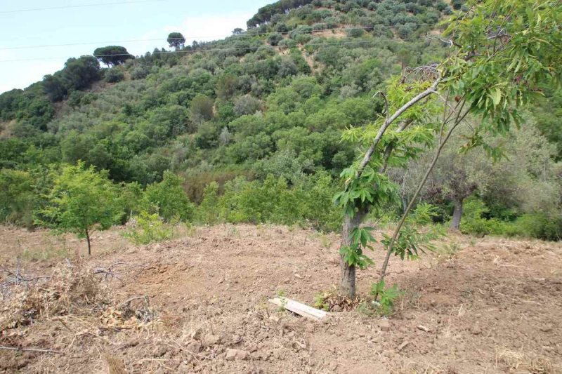 Jordbruksmark i Cefalù