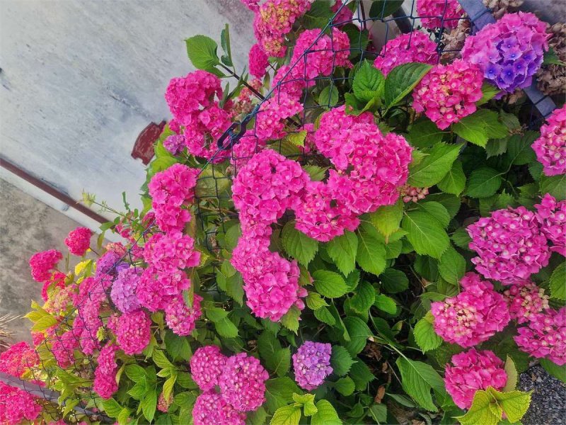 Villa i Vittorio Veneto