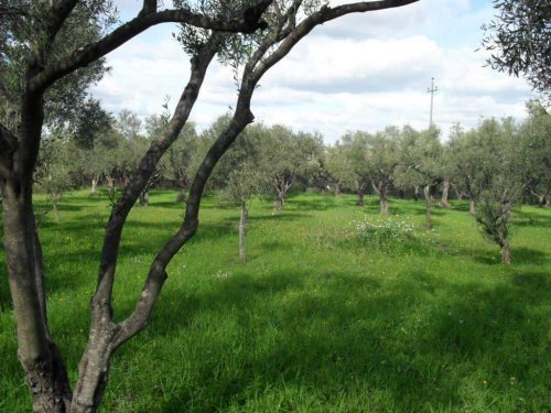 Terrain agricole à Carlentini